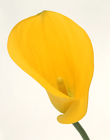 Calla Lilly