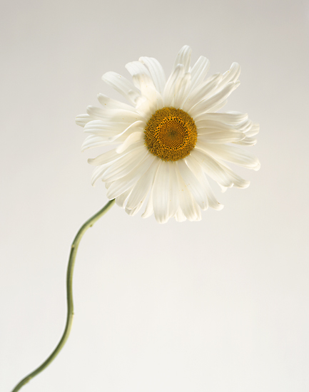 White Daisy