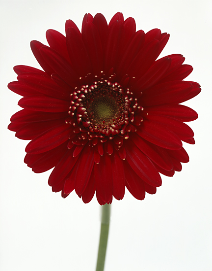 Gerber Daisy Red