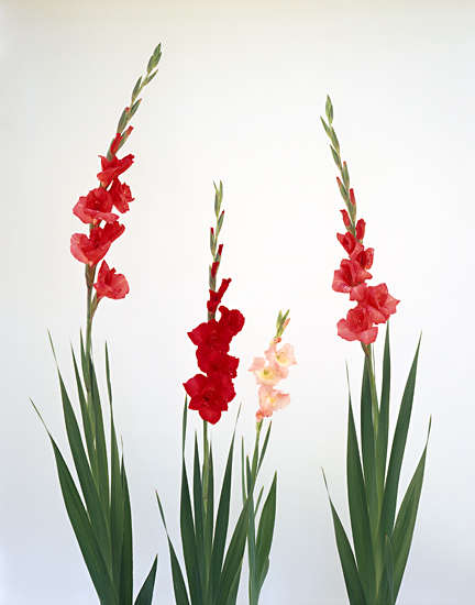 Gladiolas Group