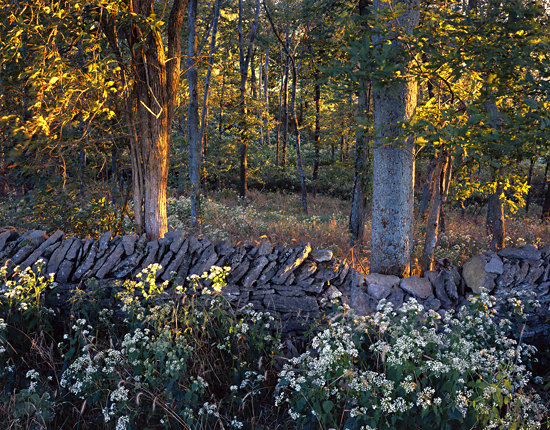 Late Evening Trees