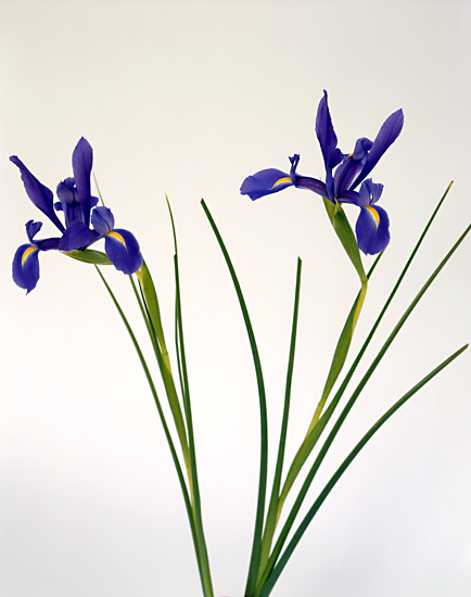 Purple Iris