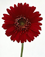 Gerber Daisy