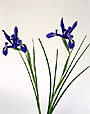 Purple Iris