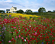 Poppy Field