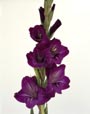 Purple Gladiola