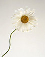 White Daisy